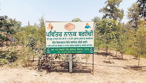 Native species of trees considered to be beneficial for human health have been planted in ‘Nanak Bagichi’