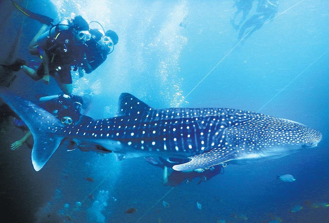 A Whale Shark encounter that ended in the sea, not on shore