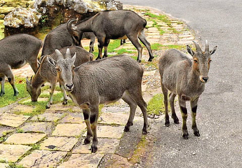 Nilgiri tahrs spotted at the Eravikulam National Park