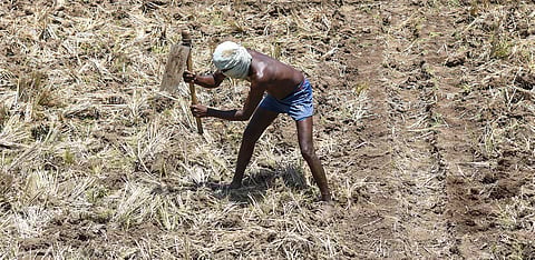 Seed shortage hits Kendrapara paddy farmers