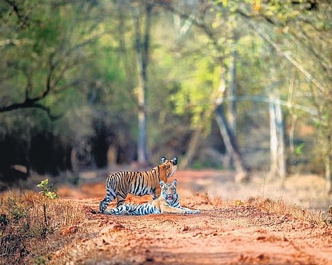 Image used for representational purposes only