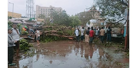 Workers remove trees uprooted following the landfall of Cyclone Biparjoy, in Dwarka, Friday, June 16, 2023. (Photo | PTI)