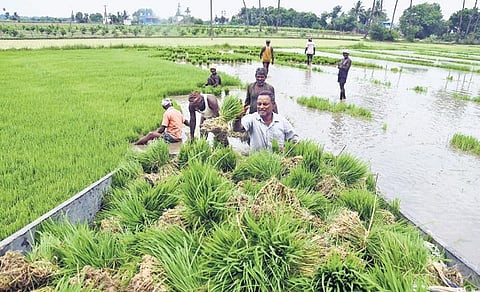 So far, the state has purchased 60,000 metric tonnes of rice from the Union government through the Open Market Sale Scheme | file picture