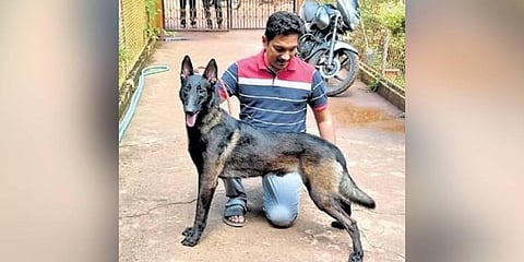 ​  Raghavendra Bhat with Devil,  one of the rare Duron colour  Belgian Malinois  | express  ​