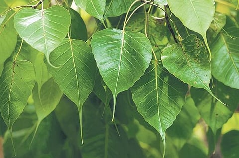 Pic credits: Ashwin Prasath