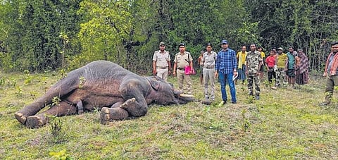 The carcass of a tusker hit by lightning in an Athagarh forest | Express