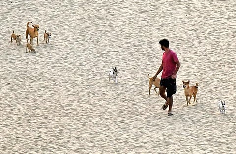 FILE: In this representational image, a tourist at Papanasam beach in Varkala, Kerala, tries to get away from a pack of stray dogs. (Photo | EPS)