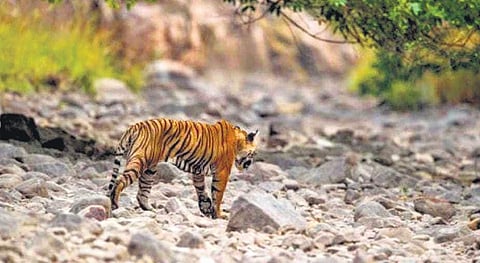 File picture tiger. (Photo | EPS)