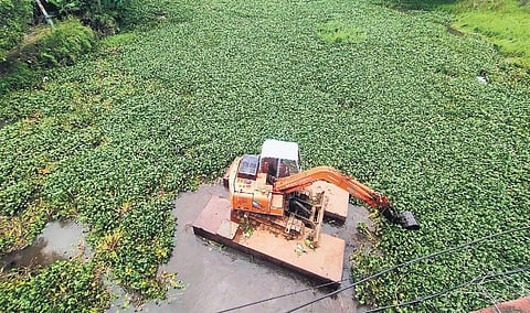 Water hyacinth being removed from the Kodoor river in Kottayam