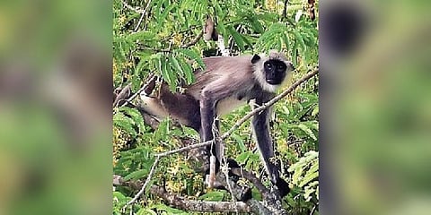 The langur that has been perched on top of the tamarind tree near Hotel Mascot for the past two days | B P Deepu
