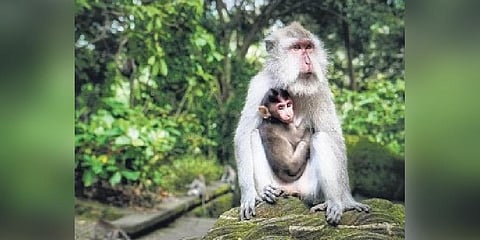 For representational purposes