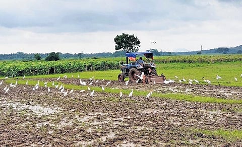 A farmer busy ploughing his field with a tractor in Kendrapara | Express
