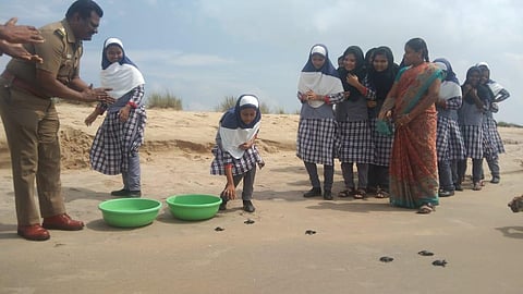 Change in wind brings turtle hatching season to an early end in Ramanathapuram