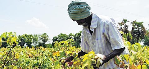 A cotton farmer keeps a check on plant growth | Express