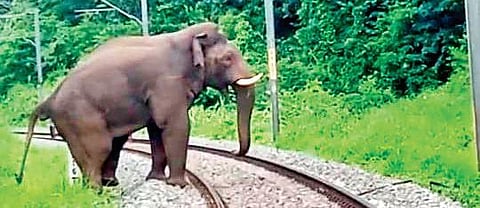 Odisha: Human deaths due to elephant attacks doubled in five years