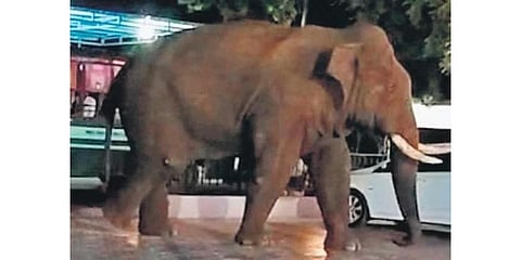 Image of elephant ‘Baahubali’ 