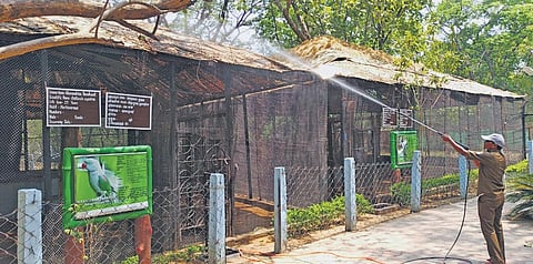 A zoo keeper sprays water on the bamboo-thatched enclosure and (inset) cooler installed inside the leopard enclosure | Express
