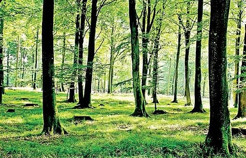 Telangana's green initiatives best in the country: Report