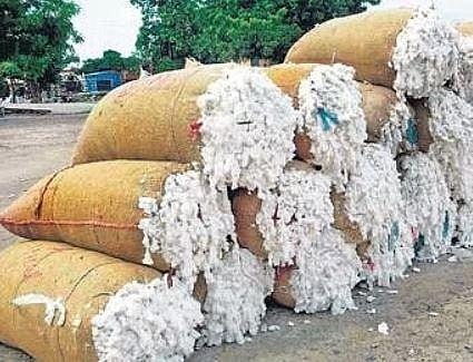 Environmentalists see red over GM regulatory body's keenness in pushing GM cotton field trials