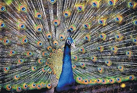 Image used for representative purposes only.