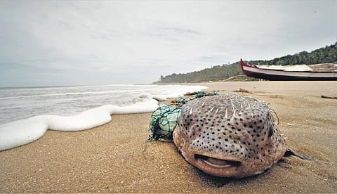 For representational purpose