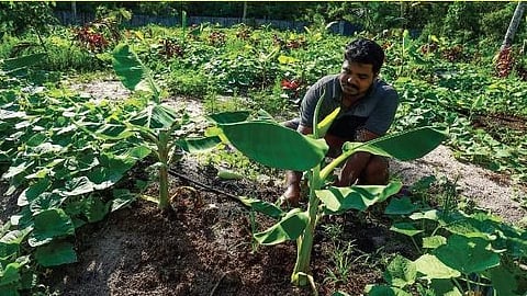 S P Sujith of Kanjikuzhy cultivating banana at his Israel-model farm at Cherthala South panchayat in Alappuzha | Express