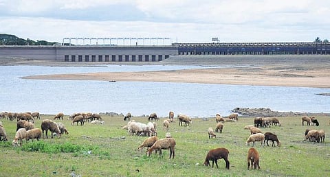With monsoon yet to pick up pace in the Cauvery catchment area, water level continues to dip in the Krishnaraja Sagar reservoir in Mandya | KPN