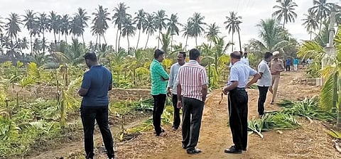 The trees on a farmland in Chinnamarudhury were felled on Saturday night| Express