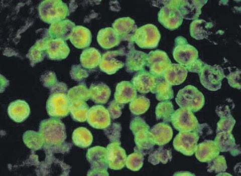 For representational purpose