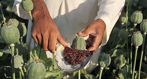 A farmer collecting raw opium. Image used for representational purposes only.