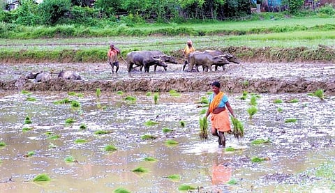 Villagers engaged in farming activities in Sundargarh district (file photo)