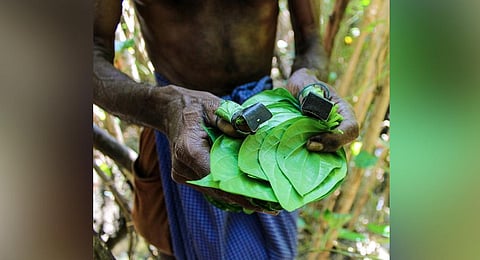 Spicy Authoor vetrilai