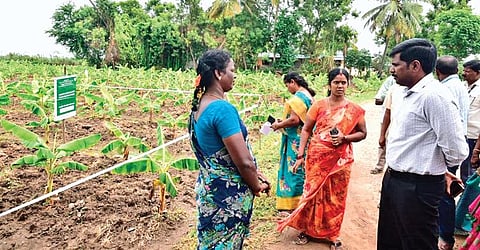 Tiruchy collector M Pradeep Kumar visits Anthanallur banana farm under the Vaaznthu Kaatuvom Project on Tuesday | Express