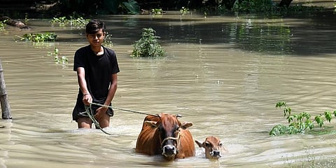 Representational image: A boy with his cattle wades through a flooded village in Morigaon district of Assam. (File Photo | PTI)