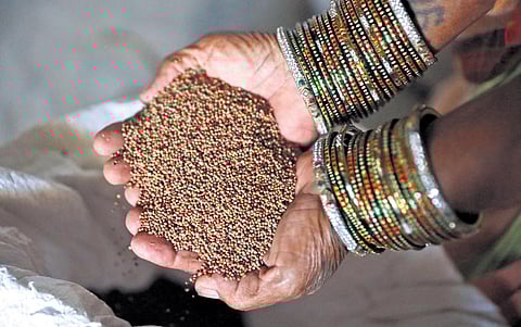 A woman farmer, P Bal Narsmamma, shows the ragi seeds preserved for next year |  Sri Loganathan Velmurugan