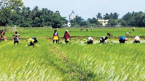 Farmers at work on a field in Karaikal during the ongoing Kuruvai cultivation | EXPRESS
