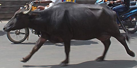 Image used for representational purpose only. (File Photo | EPS)