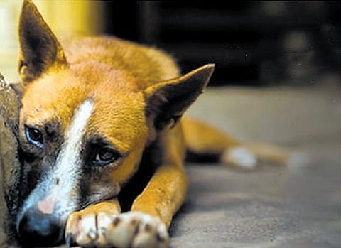 For representational purposes