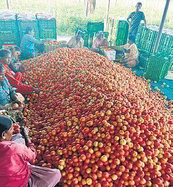Workers packing tomato harvest. (Inset) Farmer Mahipal Reddy of Medak district