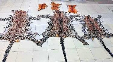 STF’s initial investigation suggests Putel is a trader and had procured the hides directly from a poacher.