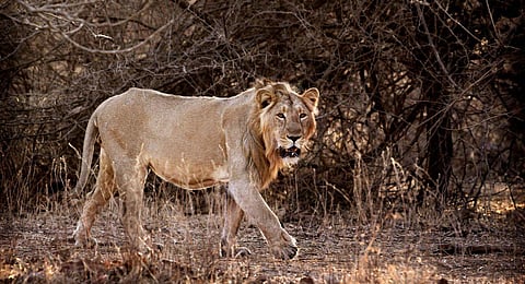 Image used for representational purposes (File Photo)