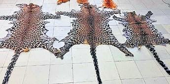 Poaching makes leopard second most targeted animal