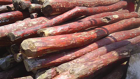 Sandalwood logs