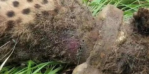 Maggot-infested wound on body of dead cheetah Suraj (Photo | Special arrangement)