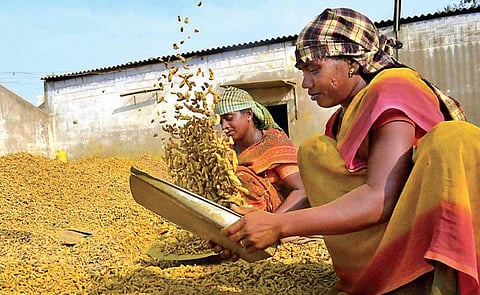 Image used for representational purpose. Workers drying turmeric in sunlight after harvesting. | EXPRESS