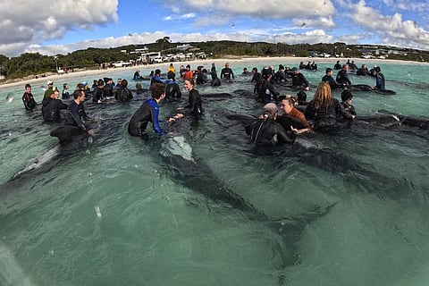 Rescuers tend to a long-finned pilot whales, Wednesday, July 26, 2023, after nearly 100 whales beached themselves at Cheynes Beach east of Albany, Australia. (Photo | AP)