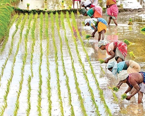 Odisha farmers demand flood control measures in Jalaka river 