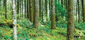 ‘New Act may spell end for protected groves in Aravallis’