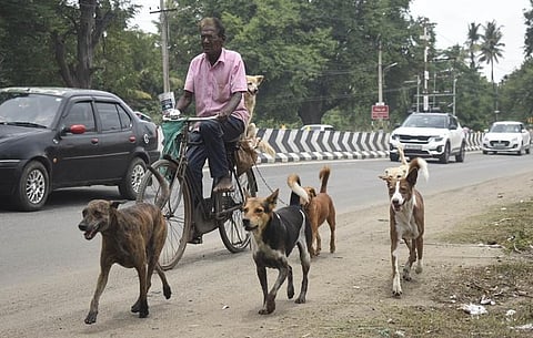 D Sathyanathan, a security guard in a private firm, and the ‘father’ of eight stray dogs in his locality.