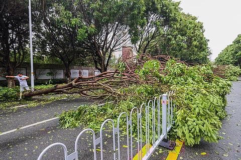 A man steps over a fallen tree in the aftermath of Typhoon Doksuri in Jinjiang city in southeastern China's Fujian province. (Photo | AP)